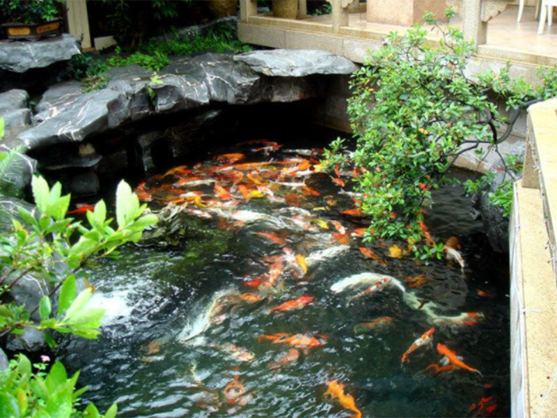 魚池與景觀處理